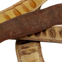 Artículo Vaina Scaletta natural 25cm - 50cm 25uds