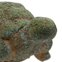 Figura de jardín tortuga musgo 30cm x 18cm H15cm