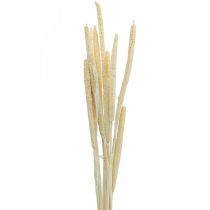 Reed deco caña hierba seca blanqueada H60cm manojo