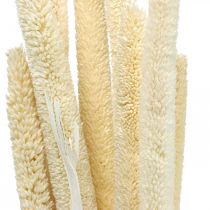 Reed deco caña hierba seca blanqueada H60cm manojo