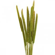 Mazorca de caña deco hierba de caña verde seca H60cm manojo