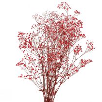 Artículo Gypsophila Gypsophila Flores Secas Rojas 50cm 55g