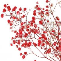 Artículo Gypsophila Gypsophila Flores Secas Rojas 50cm 55g