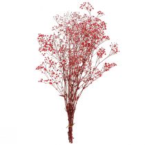 Artículo Gypsophila Gypsophila Flores Secas Rojas 50cm 55g