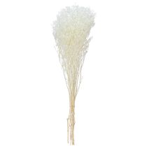 Artículo Hierbas secas blancas de gypsophila para decoración, crema, 65-70 cm, 100 g