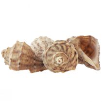 Artículo Decoración de concha de caracol caracoles de mar marrón crema 4-6cm 300g