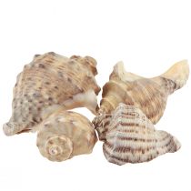 Artículo Decoración de concha de caracol caracoles de mar marrón crema 4-6cm 300g