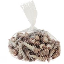 Artículo Conchas de caracol caracoles de mar decorativos Turritella 4,5–5,5 cm 300 g