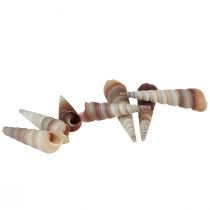Conchas de caracol caracoles de mar decorativos Turritella 4,5–5,5 cm 300 g