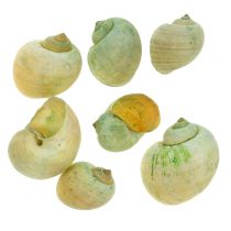 Caracoles Verdes 1kg