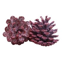 Artículo Piñas de pino negro decoración natural roja esmerilada 5–7cm 1kg