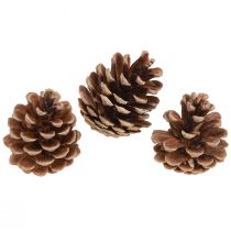 Artículo Piñas de pino negro piñas decorativas naturales 5-8cm 250g
