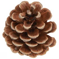 Artículo Piñas de pino negro piñas decorativas naturales 5-8cm 250g