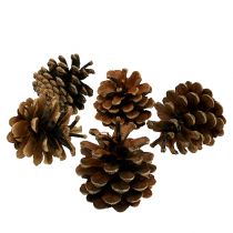 Piñas de pino negro naturaleza 5kg