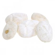 Artículo Erizo de mar blanco, decoración natural marítima 4cm-6cm 25ud