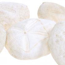 Erizo de mar blanco, decoración natural marítima 4cm-6cm 25p