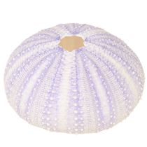 Artículo Carcasa de concha de erizo de mar en blanco-violeta Ø4-6cm 12uds
