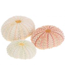 Artículo Erizo de Mar Decoración Marítima Rosa 36uds