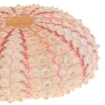 Sea Urchin Pink Marítimo Deco 36St