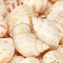 Artículo Caracoles de mar conchas naturales de caracol marítimo 2–4 cm 300 g