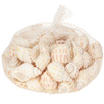 Artículo Caracoles de mar conchas naturales de caracol marítimo 2–4 cm 300 g