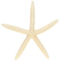 Artículo Decoración de estrellas de mar naturales secas, 15-17 cm, 10 unidades