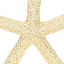 Artículo Decoración de estrellas de mar naturales secas, 15-17 cm, 10 unidades
