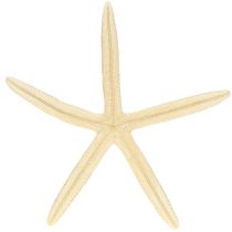 Artículo Decoración de estrellas de mar naturales secas, 15-17 cm, 10 unidades