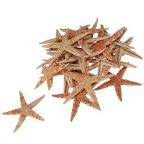 Artículo Estrellas de mar decoración natural colores naturales marítimos Ø6,5–8cm 100 uds