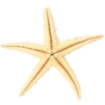 Artículo Estrellas de mar decoración natural colores naturales marítimos Ø6,5–8cm 100 uds