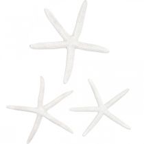 Decoración estrella de mar blanca, artículos naturales, decoración marítima 10-12cm 14p
