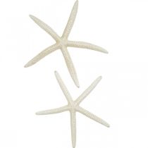 Decoración estrella de mar blanca, decoración mar 15-17cm 10p
