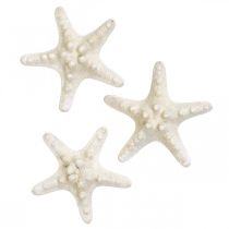 Artículo Decoración de estrellas de mar blancas, estrellas de mar secas para manualidades, 7-11 cm, 15 unidades