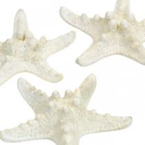 Artículo Decoración de estrellas de mar blancas, estrellas de mar secas para manualidades, 7-11 cm, 15 unidades