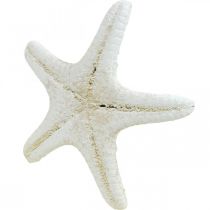 Artículo Decoración de estrellas de mar blancas, estrellas de mar secas para manualidades de 7-11 cm, 15 unidades