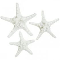 Starfish deco gran estrella de mar blanca seca con nudos 15-18cm 10p