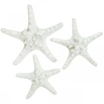 Artículo Decoración de estrella de mar estrella de mar grande seca con tachuelas blancas 15-18cm 10 piezas