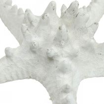 Artículo Decoración de estrella de mar estrella de mar grande seca con tachuelas blancas 15-18cm 10 piezas
