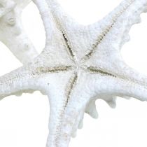 Artículo Decoración de estrella de mar estrella de mar grande seca con tachuelas blancas 15-18cm 10 piezas
