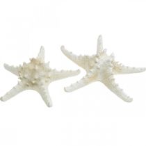 Artículo Estrella de mar decorativa grande estrella de mar blanca seca con tachuelas 19-26cm 5 piezas