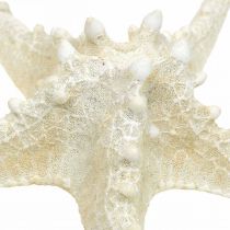 Artículo Estrella de mar decorativa grande estrella de mar blanca seca con tachuelas 19-26cm 5 piezas