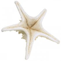 Artículo Estrella de mar decorativa grande estrella de mar blanca seca con tachuelas 19-26cm 5 piezas