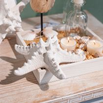 Artículo Decoración de estrella de mar estrella de mar grande seca con tachuelas blancas 15-18cm 10 piezas