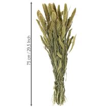 Artículo Flores secas de almorejo (Setaria) Decoración natural rústica para el hogar 75 cm, 220 g