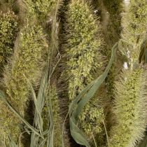 Artículo Flores secas de almorejo (Setaria) Decoración natural rústica para el hogar 75 cm, 220 g