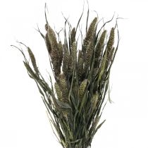 Artículo Flores Secas Setaria Antracita Cerda Natural Racimo De Mijo 100g