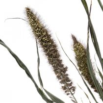Artículo Flores Secas Setaria Antracita Cerda Natural Racimo De Mijo 100g