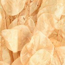 Artículo Hoja de plata seca Lunaria Champagne 65-70cm 20g
