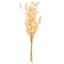 Artículo Planta del dinero seca Lunaria Champagne 65-70cm 20g