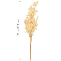 Artículo Planta del dinero seca Lunaria Champagne 65-70cm 20g